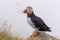 Atlantic puffin (Fratercula arctica), on the rock on the island of Runde (Norway