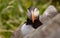 Atlantic puffin (Fratercula arctica), on the rock on the island of Runde (Norway