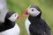 Atlantic Puffin, fratercula arctica, Runde Island, Norway