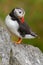 Atlantic Puffin, Fratercula artica, Arctic black and white cute bird with red bill sitting on the rock, nature habitat, Iceland.