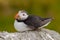 Atlantic Puffin, Fratercula artica, artic bird sitting on the rock, nature habitat, Sweden