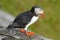 Atlantic Puffin, Fratercula artica, artic black and white cute bird with red bill sitting on the rock, nature habitat, Iceland
