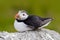 Atlantic Puffin, Fratercula artica, artic black and white cute bird with red bill sitting on the rock, nature habitat, Iceland. Wi