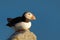 Atlantic Puffin, Fratercula artica, artic black and white cute bird with red bill sitting on the rock, nature habitat, Iceland. Wi