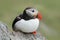 Atlantic Puffin, Fratercula artica, artic black and white cute bird with red bill sitting on the rock, nature habitat, Iceland. Wi