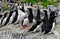 Atlantic Puffin and a group of Razorbills