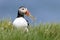 Atlantic puffin holding blades of grass in its beak