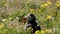 Atlantic Puffin on Iceland\\\'s South Coast