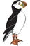 Atlantic Puffin Illustration