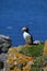 Atlantic Puffin, Isle of Lunga, Argyll, Scotland.