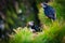 Atlantic Puffin on Latrabjarg Cape, Vestfirdir, Iceland.