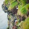 Atlantic Puffin on Latrabjarg Cape, Vestfirdir, Iceland.