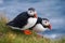 Atlantic Puffin in Latrabjarg cliffs, Iceland.