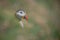 Atlantic puffin in northern Scotland