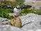 Atlantic Puffin off the Coast of Maine