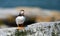 Atlantic Puffin off the Coast of Maine