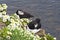 Atlantic puffin pair rests at Latrabjarg Cliffs, Iceland