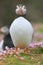 Atlantic puffin and pink thrift flowers