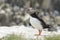 Atlantic Puffin portrait with caught fish.