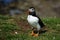 Atlantic Puffin posing on Lunga Island in Scotland