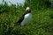 Atlantic Puffin posing on Lunga Island in Scotland