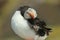 Atlantic Puffin preening