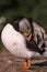 Atlantic Puffin preening