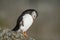 Atlantic Puffin preening on rock Runde island Norway