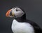 Atlantic puffin profile closeup