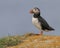 Atlantic puffin profile portrait