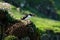 Atlantic Puffin between purple seaflowers on Lunga Island in Scotland