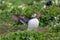 Atlantic puffin ready to fly