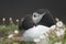 Atlantic puffin resting on Great Saltee Island