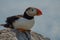 An Atlantic puffin resting on a rock