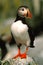 Atlantic Puffin on Rock