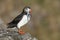 Atlantic Puffin on rock with fish in beak Runde island Norway