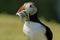 Atlantic Puffin with Sand Eels