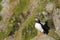 Atlantic puffin, scotland