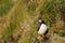 Atlantic puffin, scotland