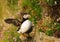 Atlantic puffin, scotland