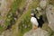 Atlantic puffin, scotland