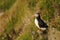 Atlantic puffin, scotland