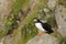 Atlantic puffin, scotland