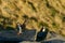 Atlantic Puffin seabird landing on the cliff