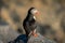 Atlantic Puffin seabird standing on the cliff