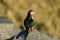 Atlantic Puffin seabird standing on the cliff