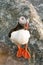 Atlantic Puffin seabird standing on the cliff