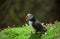 Atlantic puffin, Shetland