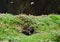 Atlantic puffin, Shetland