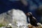 Atlantic Puffin sitting on cliff, bird in nesting colony, arctic black and white cute bird with colouful beak, bird on rock